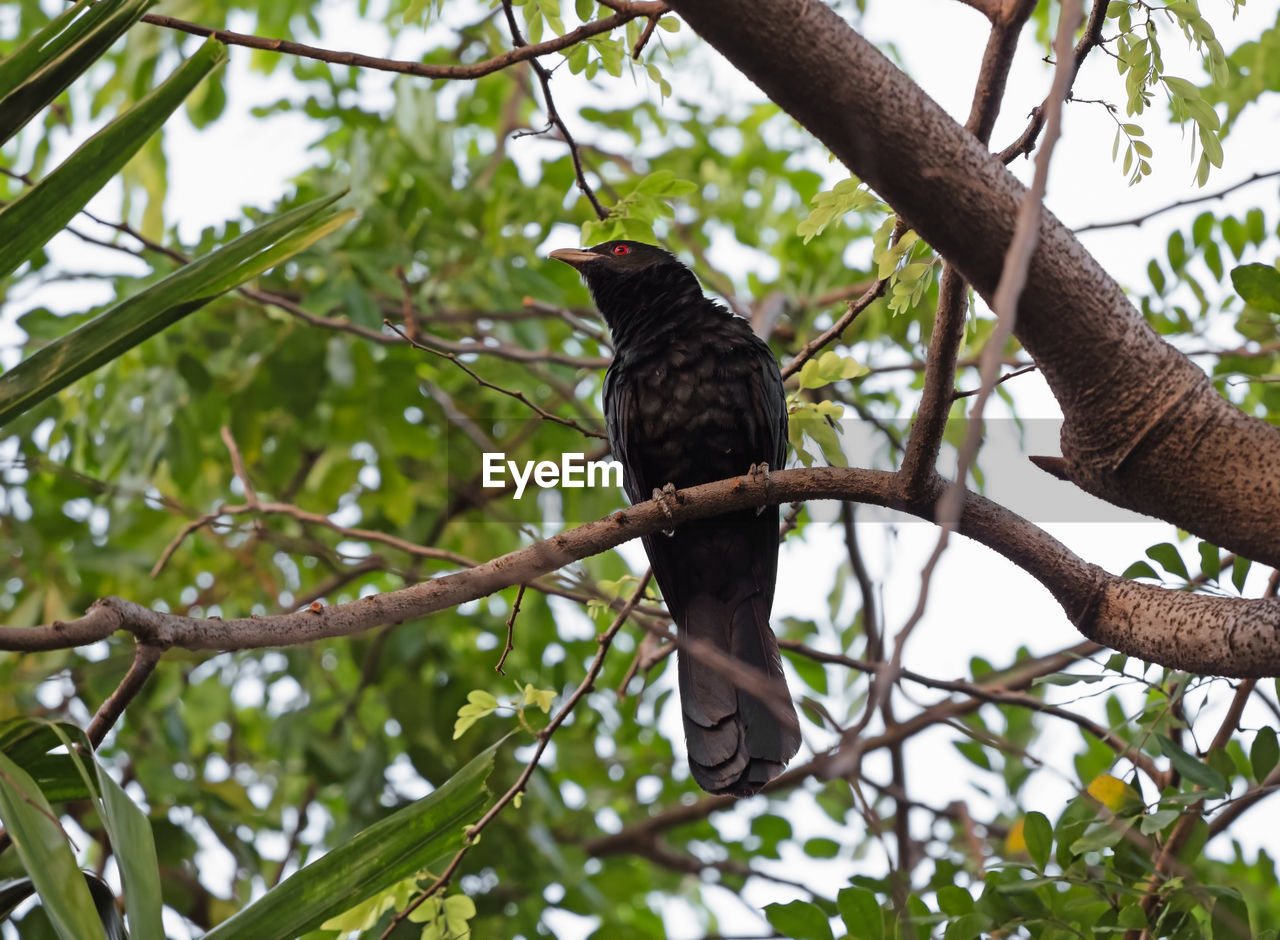 LOW ANGLE VIEW OF A BIRD PERCHING ON BRANCH