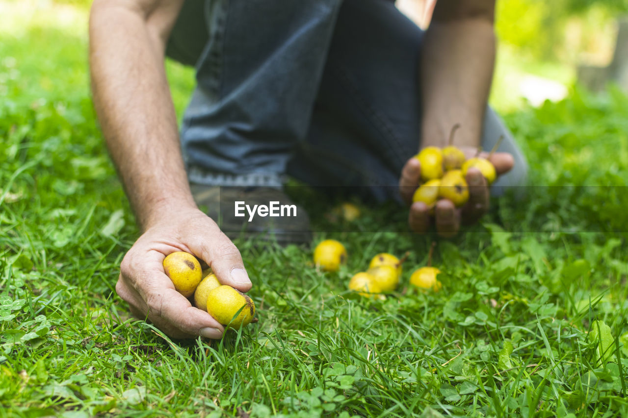 Man hands picking fallen pears from the grass and collecting them to prepare  strong alcoholic drink