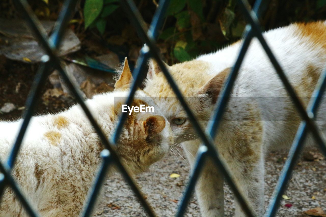 Cat fight seen through window