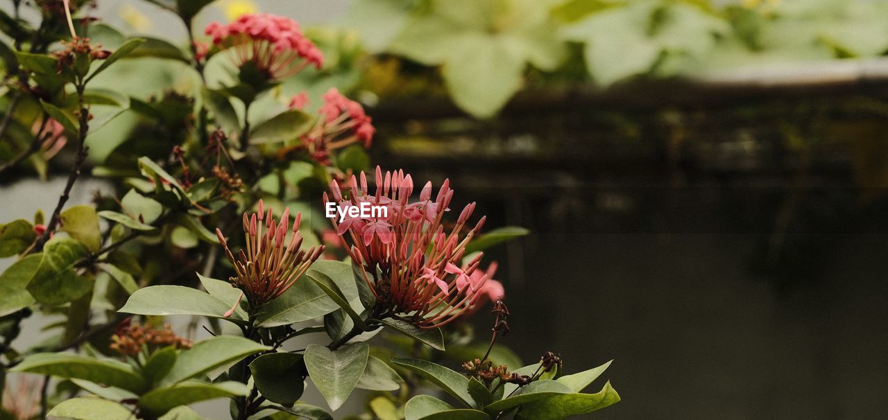 CLOSE-UP OF PINK FLOWERING PLANT AGAINST LAKE