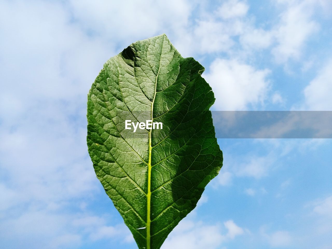 Close-up of green leaves against sky