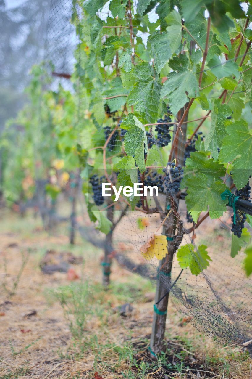 CLOSE-UP OF GRAPES GROWING ON TREE IN VINEYARD