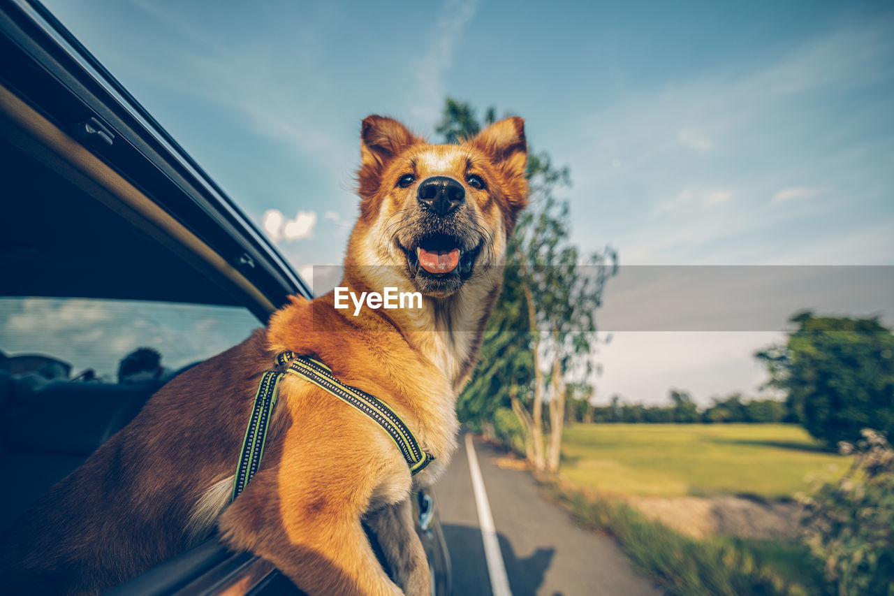 CLOSE-UP OF DOG LOOKING AWAY AGAINST SKY