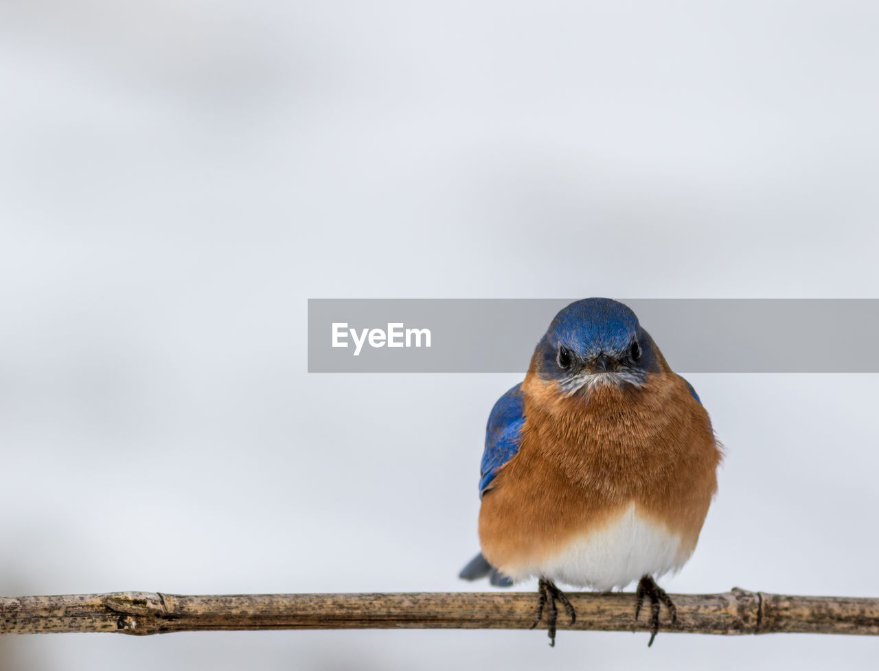 CLOSE-UP OF BIRD PERCHING ON RAILING