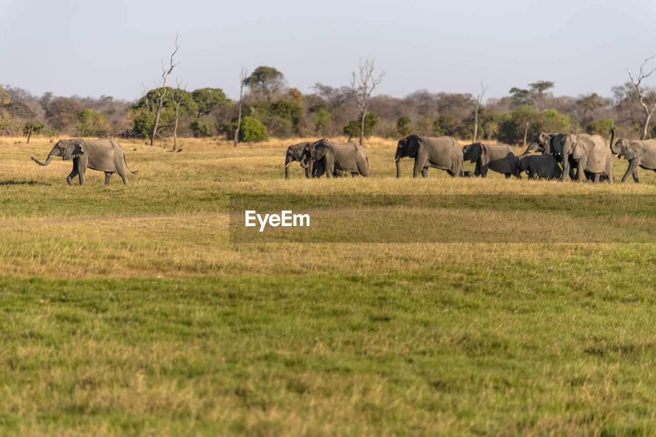 Elephants in a field