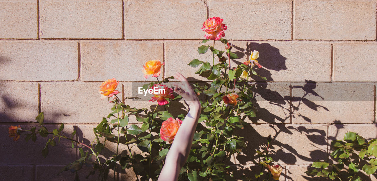 Female arm and hand against background of orange and pink roses