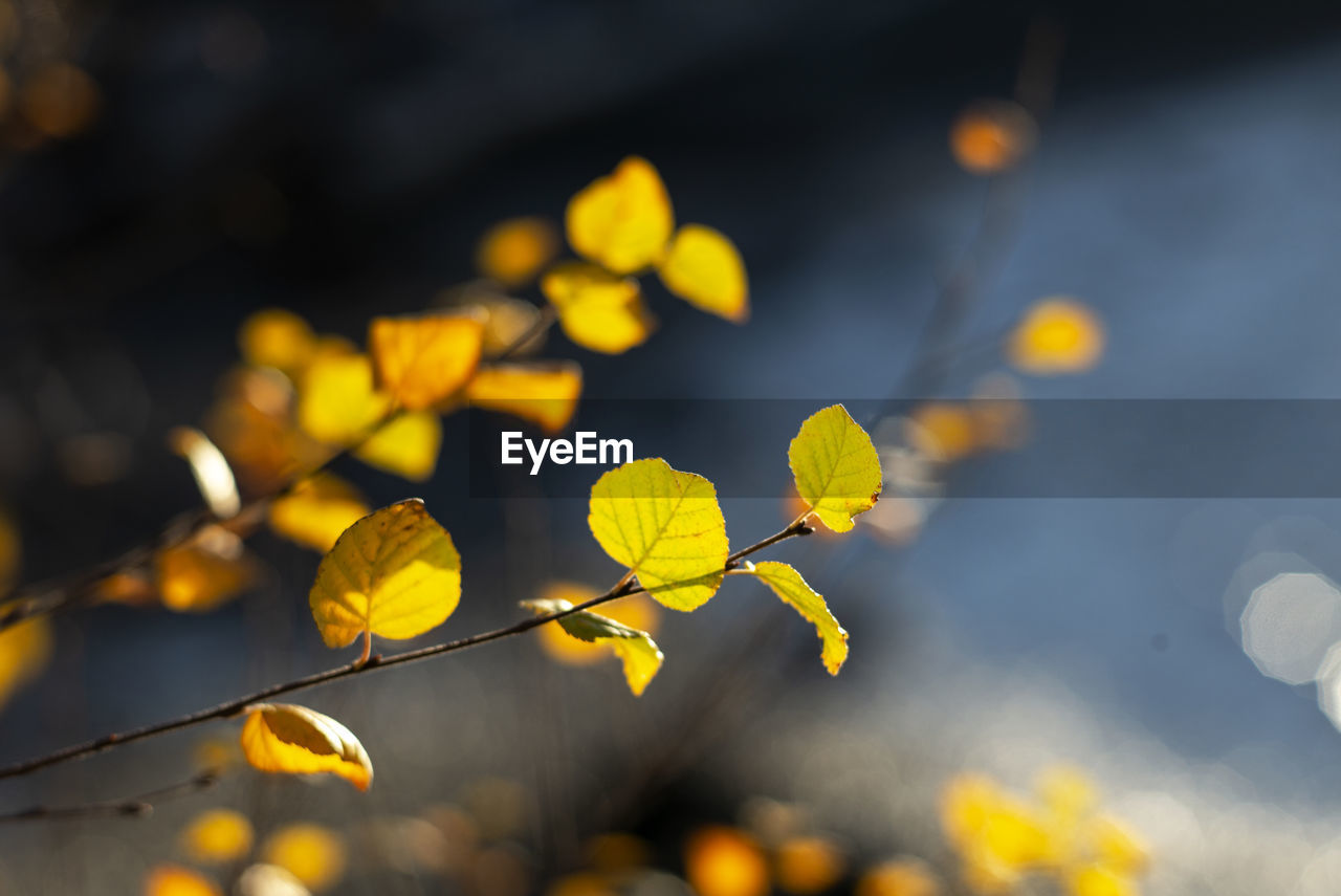 Close-up of yellow leaves floating on plant during autumn