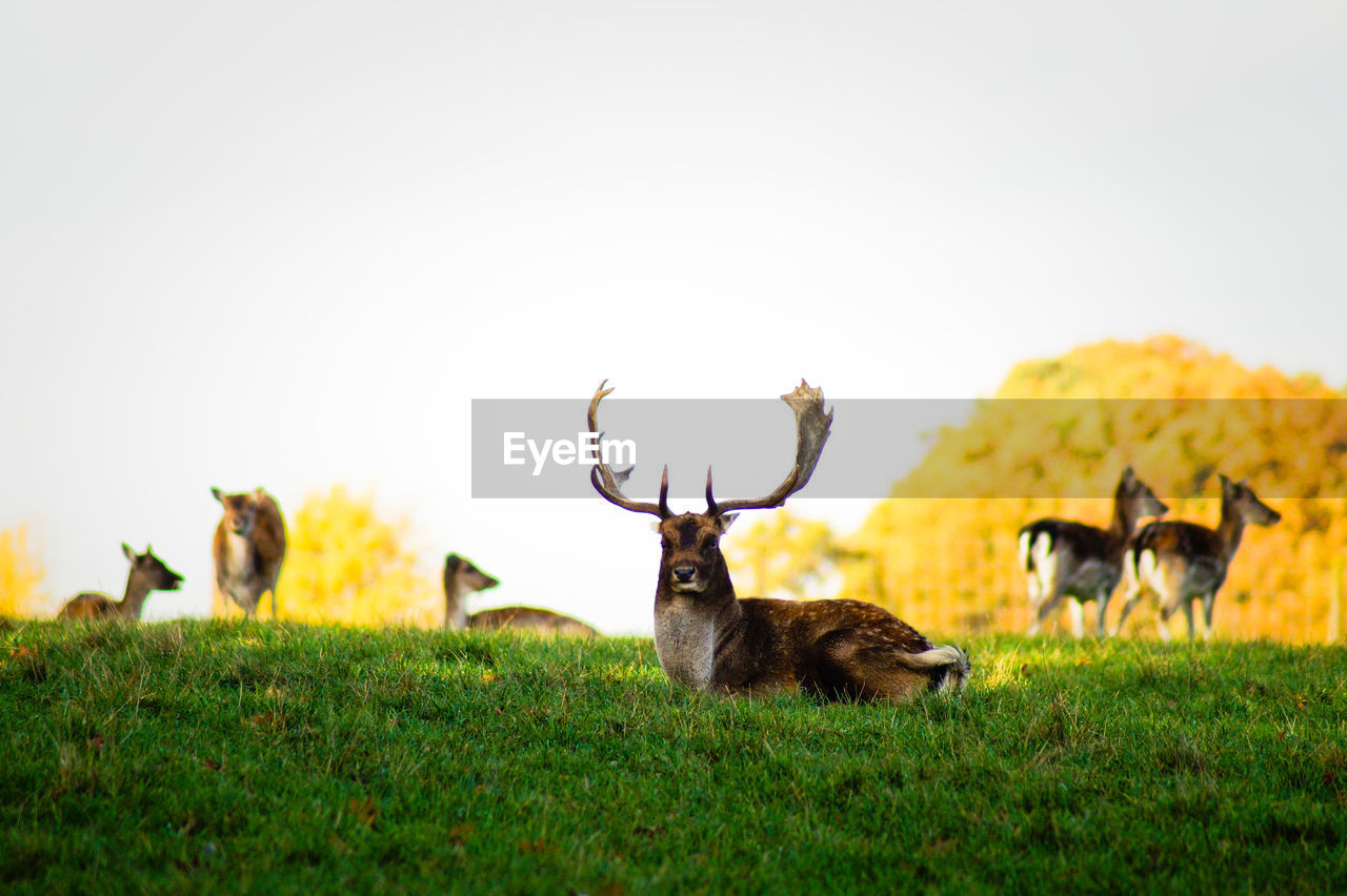 Deer on grassy field against clear sky