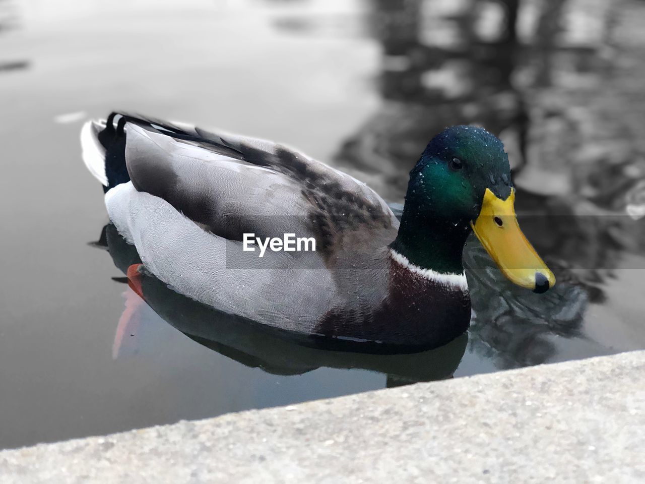 CLOSE-UP OF MALLARD DUCK