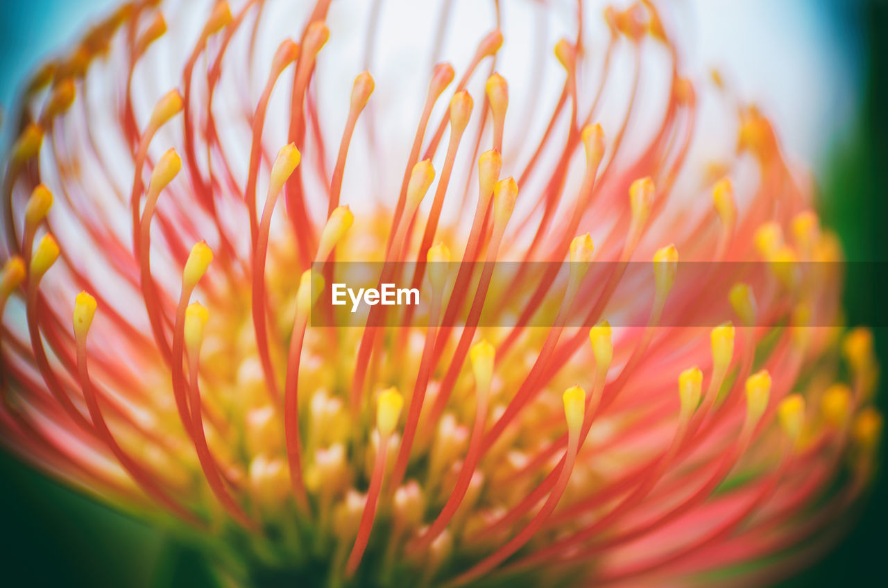 EXTREME CLOSE-UP OF YELLOW FLOWER