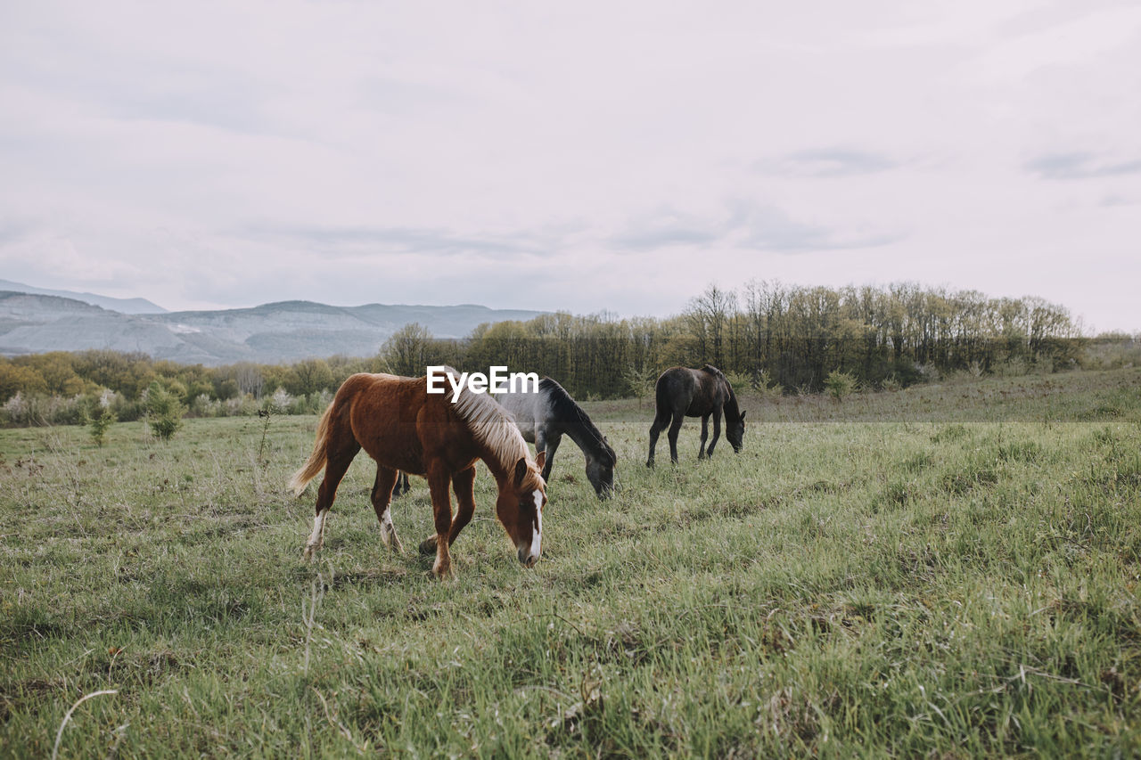 horse grazing on field