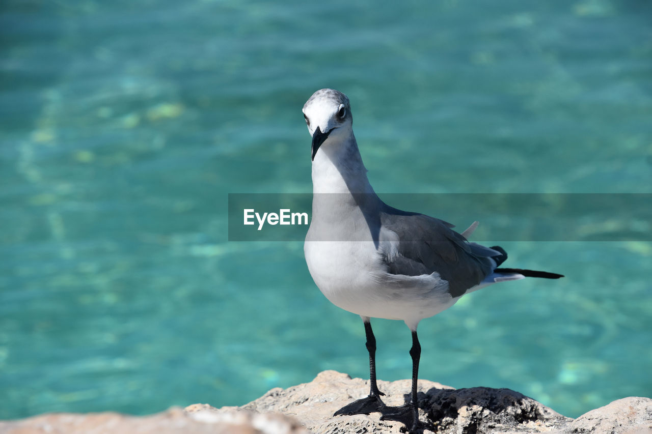 bird, animal themes, animal, animal wildlife, wildlife, water, one animal, beak, nature, sea, rock, no people, full length, perching, day, seabird, focus on foreground, outdoors, gull, sunlight, beauty in nature, seagull, side view