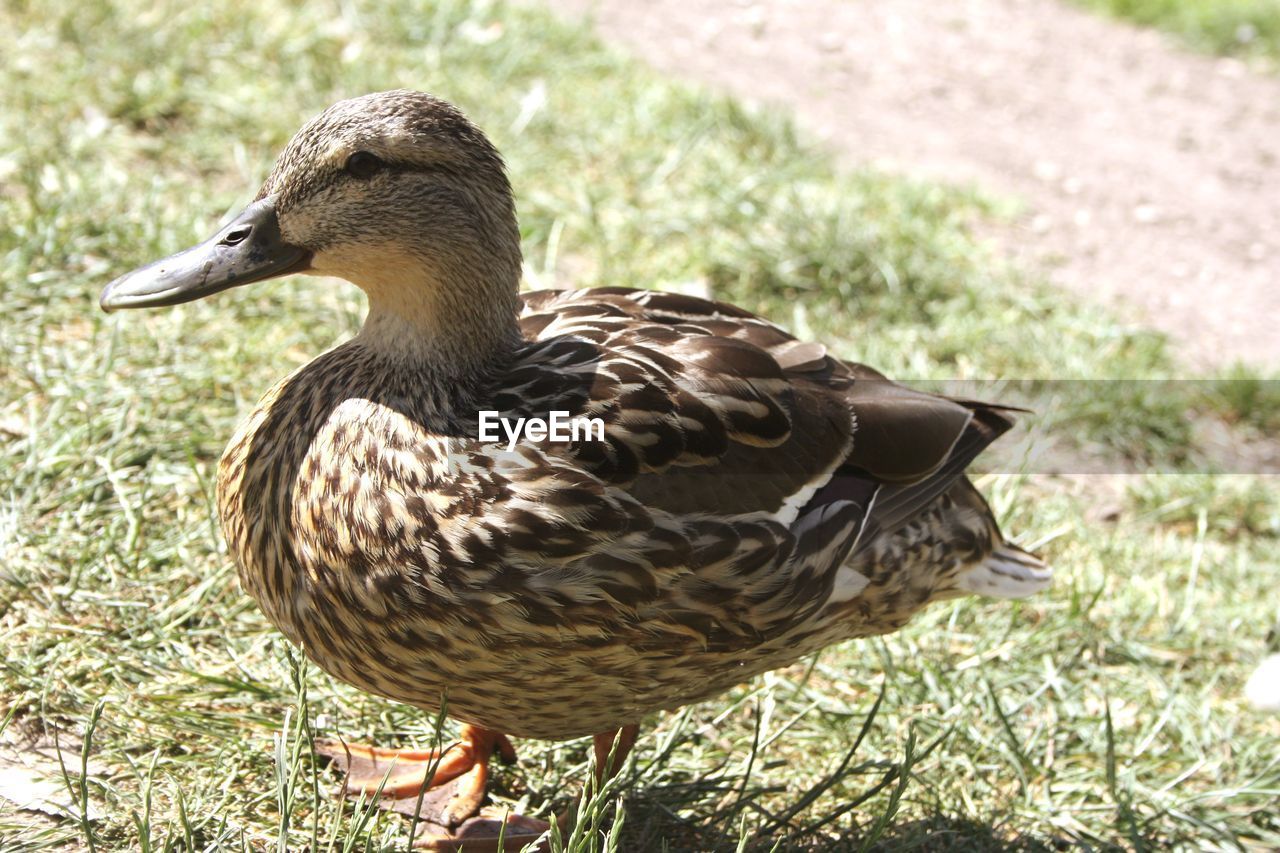 CLOSE-UP SIDE VIEW OF A DUCK