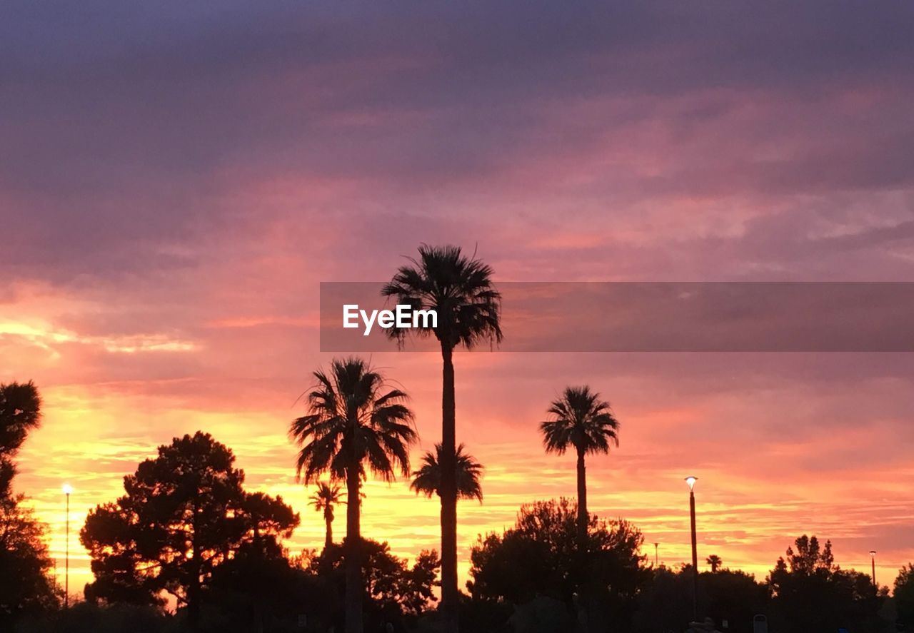 Low angle view of silhouette palm trees against dramatic arizona sunset sky