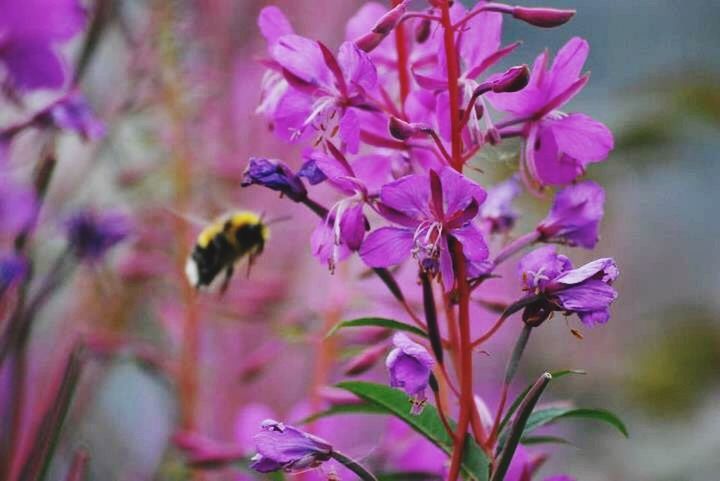 CLOSE-UP OF PINK FLOWERS BLOOMING