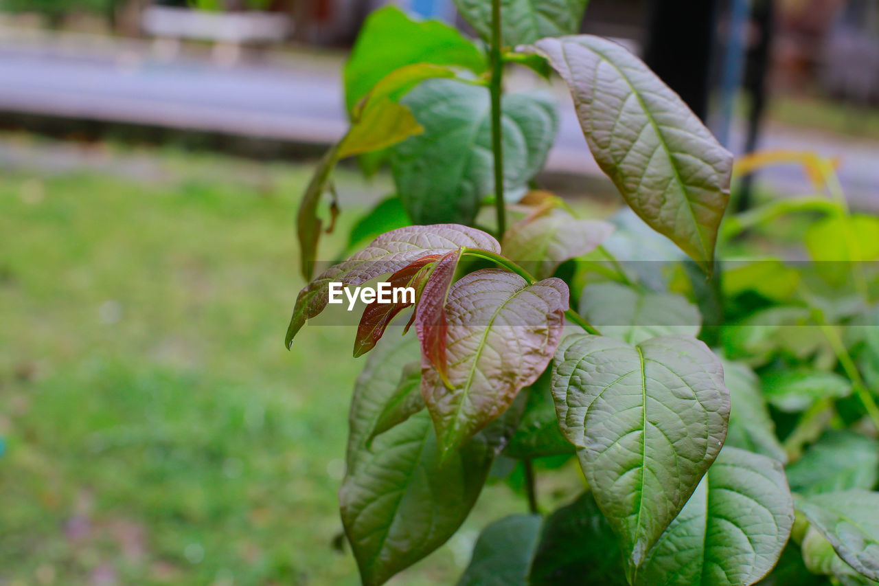 CLOSE-UP OF GREEN LEAVES