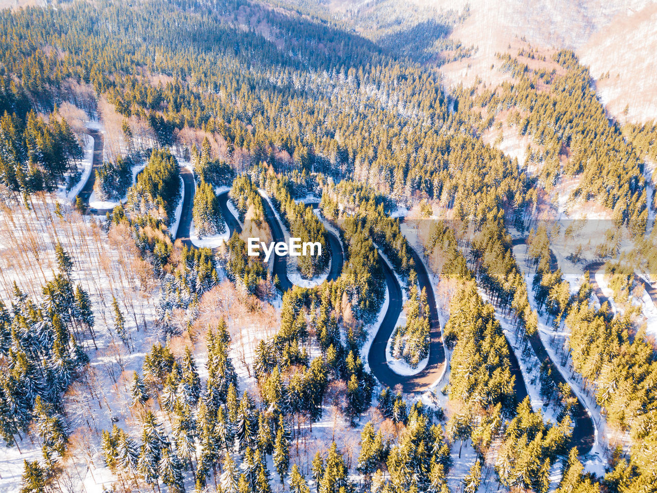 HIGH ANGLE VIEW OF PINE TREES