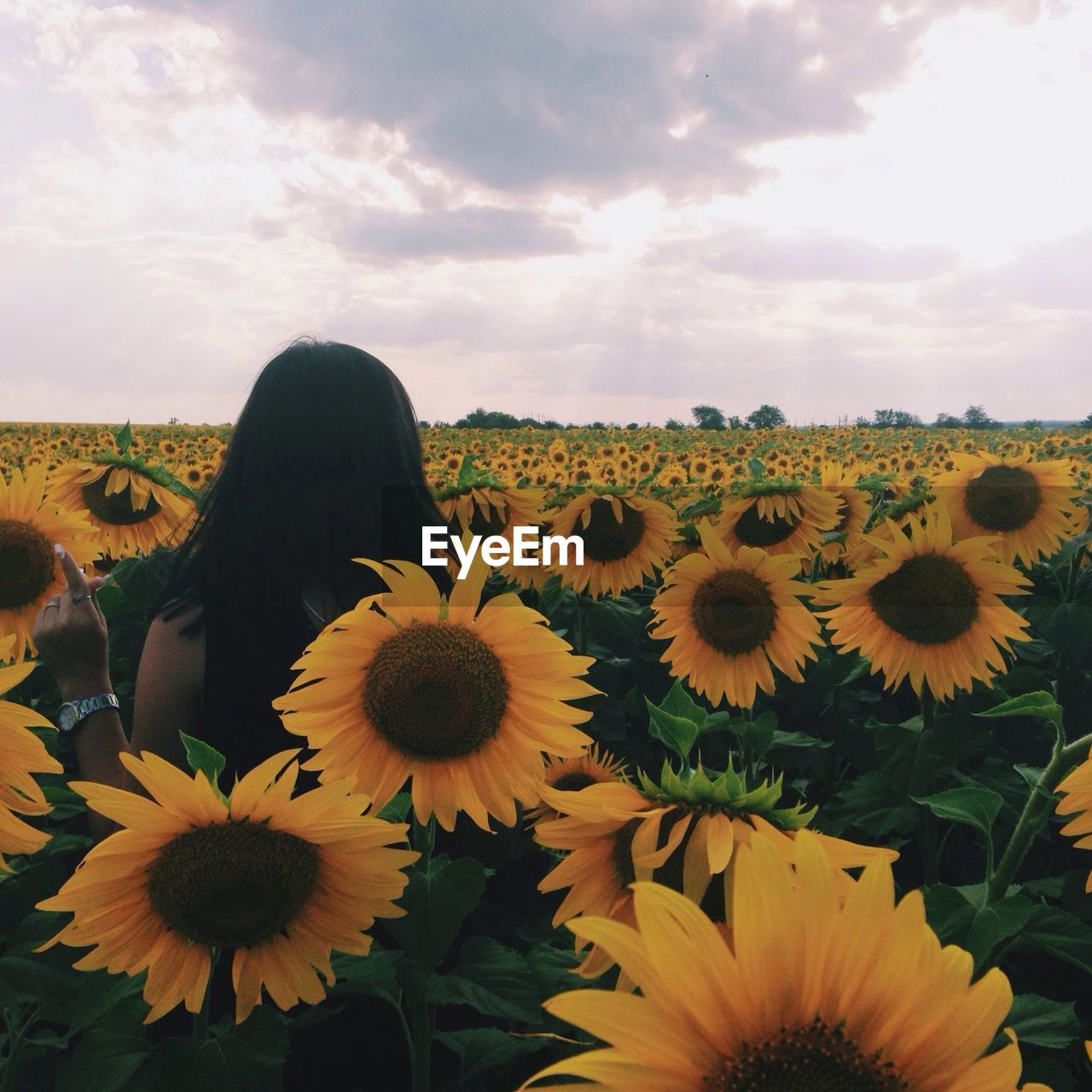 Woman in sunflower field