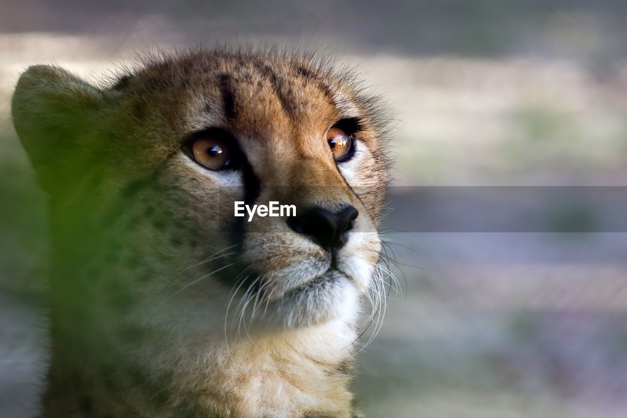 Close-up of cheetah