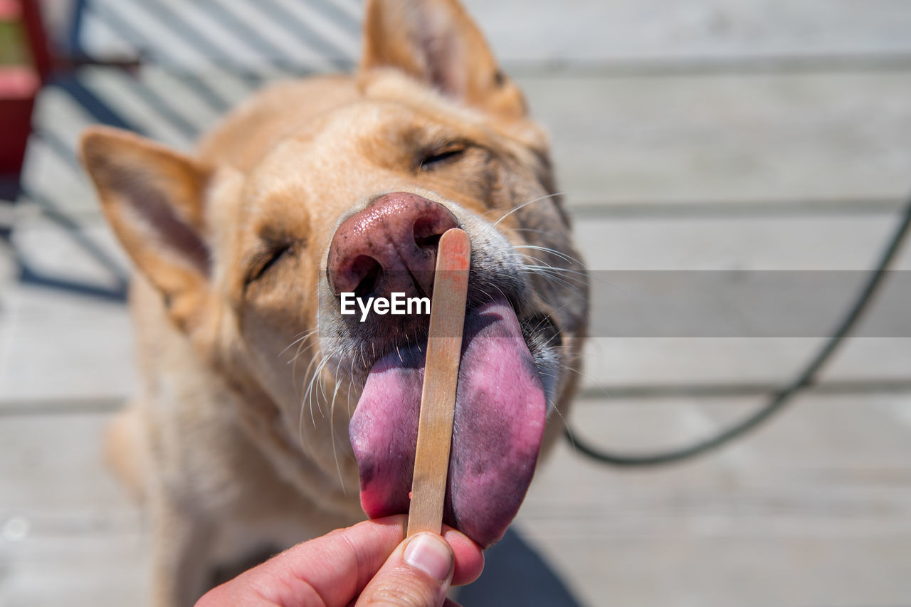 Close-up of dog licking stick on boardwalk