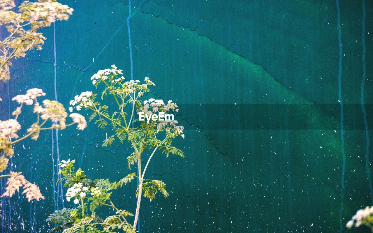 Plants growing against blue sky