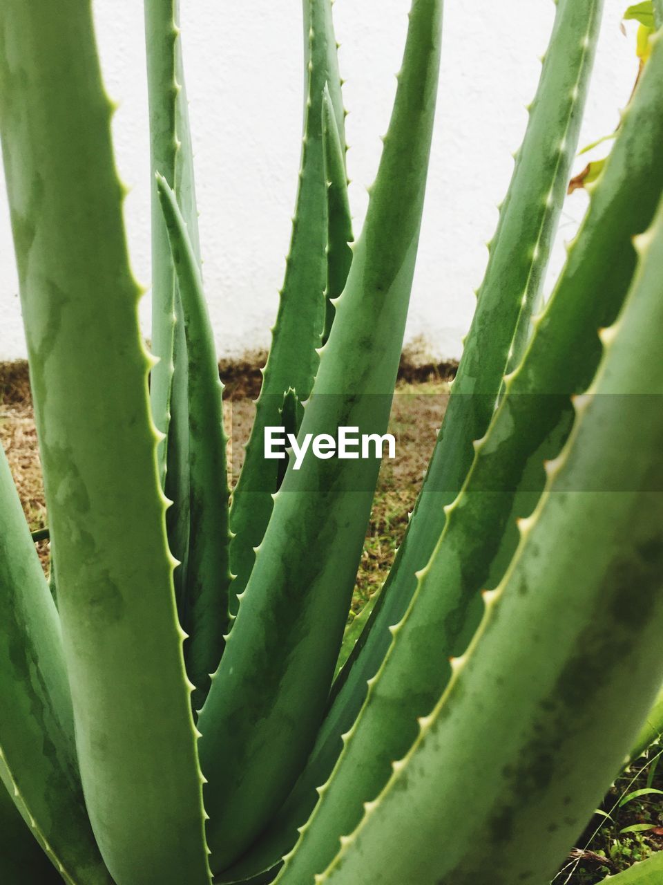 CLOSE-UP OF CACTUS IN GREEN PLANT