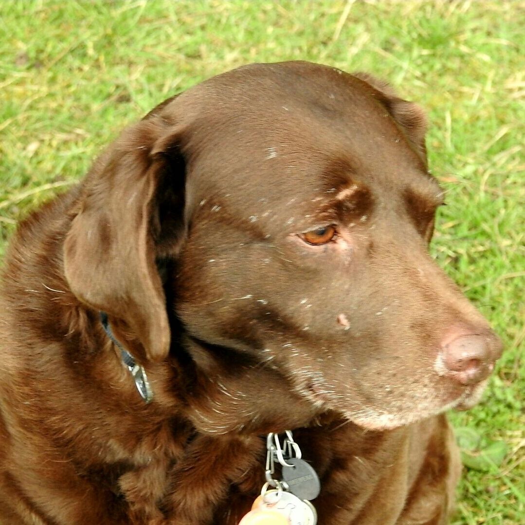 CLOSE-UP OF DOG IN GRASS