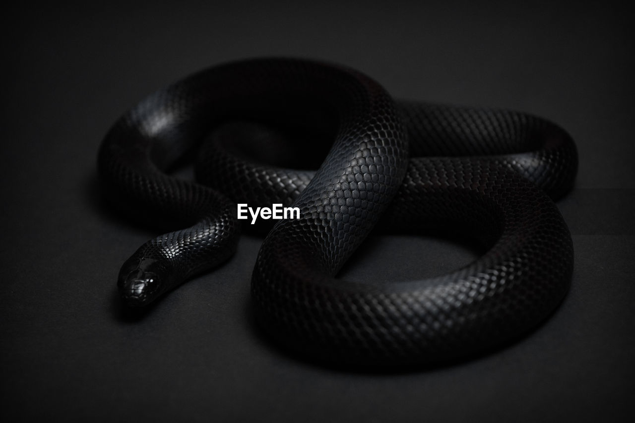 Mexican black kingsnake curled up on a black background