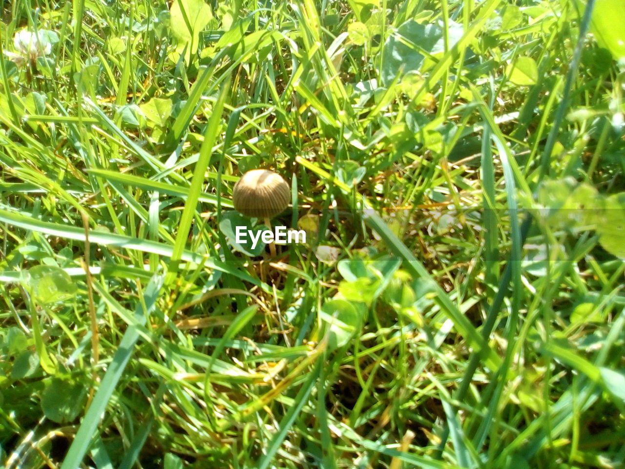 CLOSE-UP OF SNAKE ON FIELD