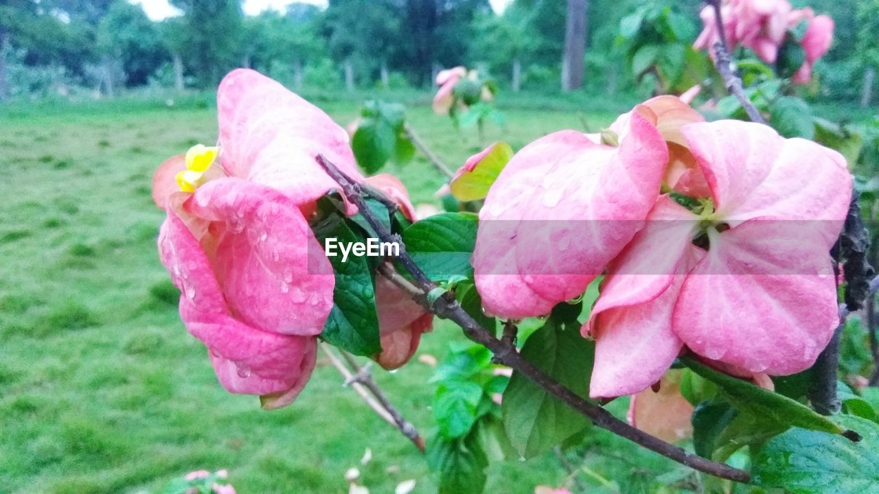 CLOSE-UP OF FRESH PINK FLOWERS BLOOMING IN PARK