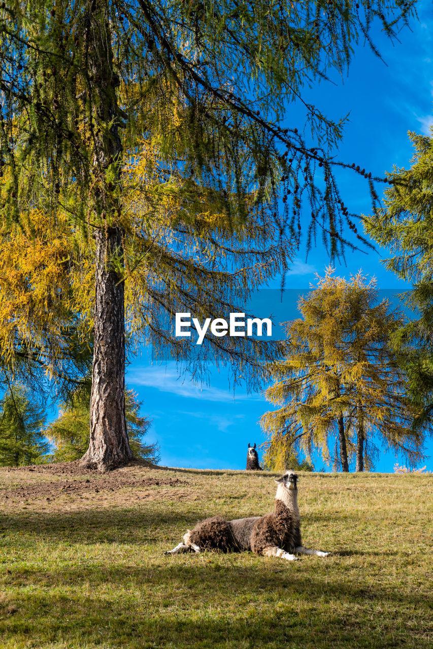 VIEW OF TREES ON FIELD