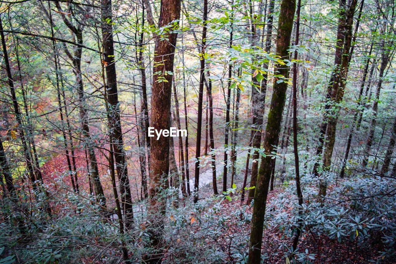 Trees in forest