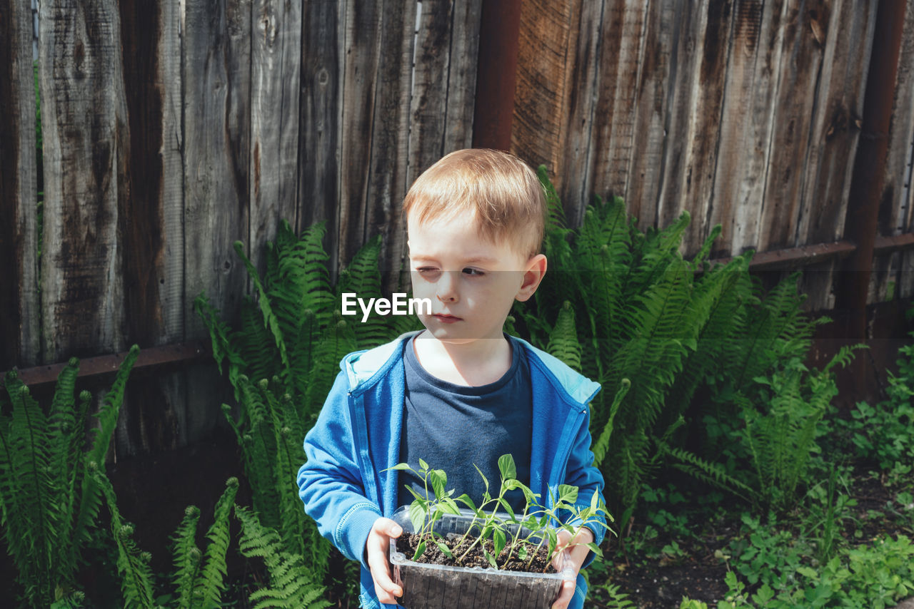 Child holding a container with pots of bell pepper seedlings. the boy covered one eye from the sun. 