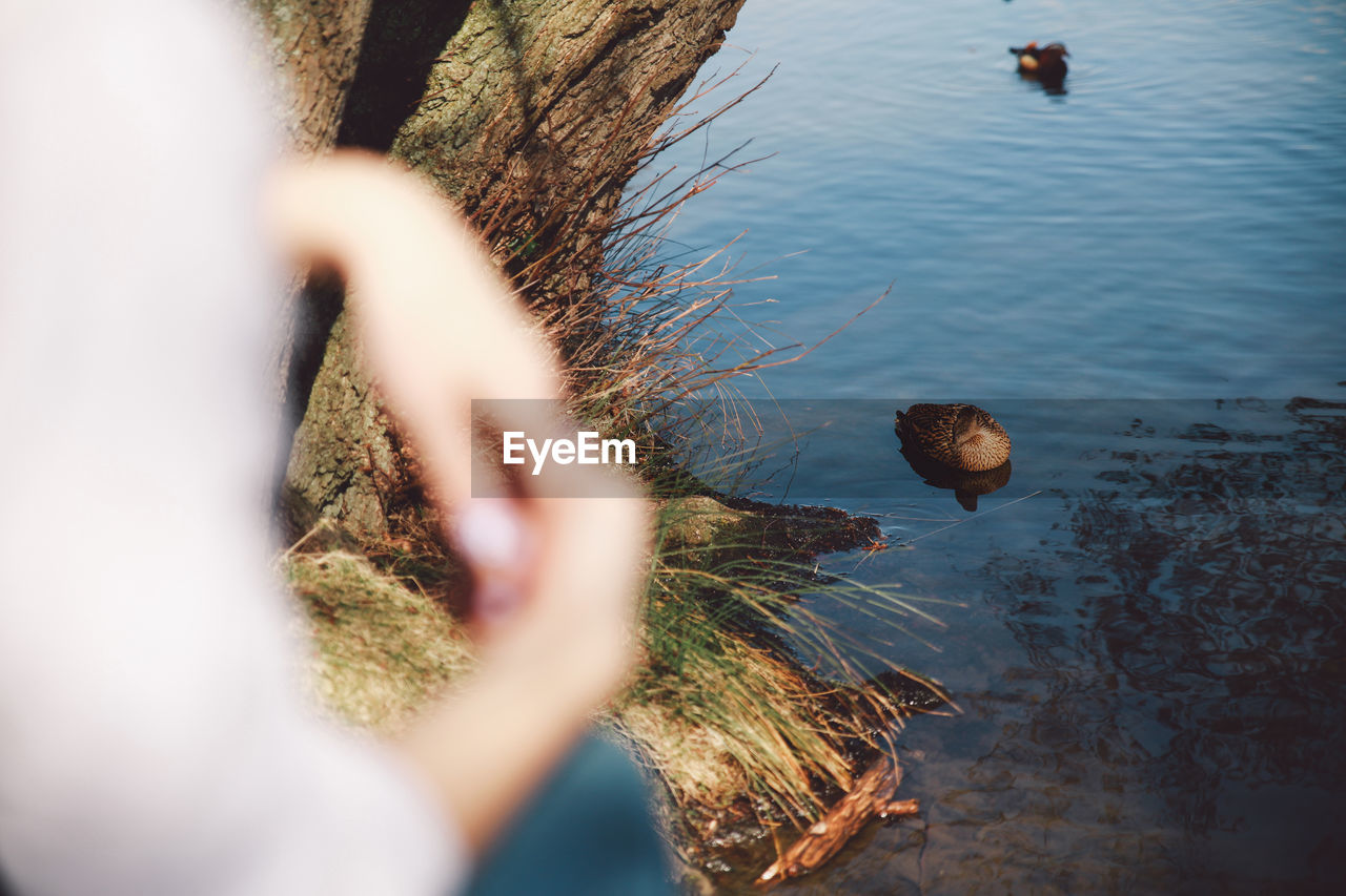 Cropped image of woman against female mallard duck in lake