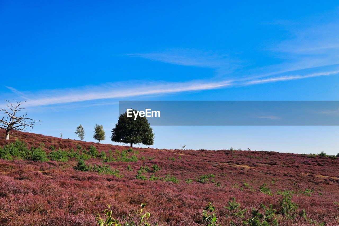 Trees on field against sky in national park