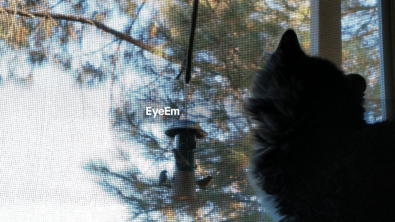 CLOSE-UP OF DOG AGAINST CURTAIN