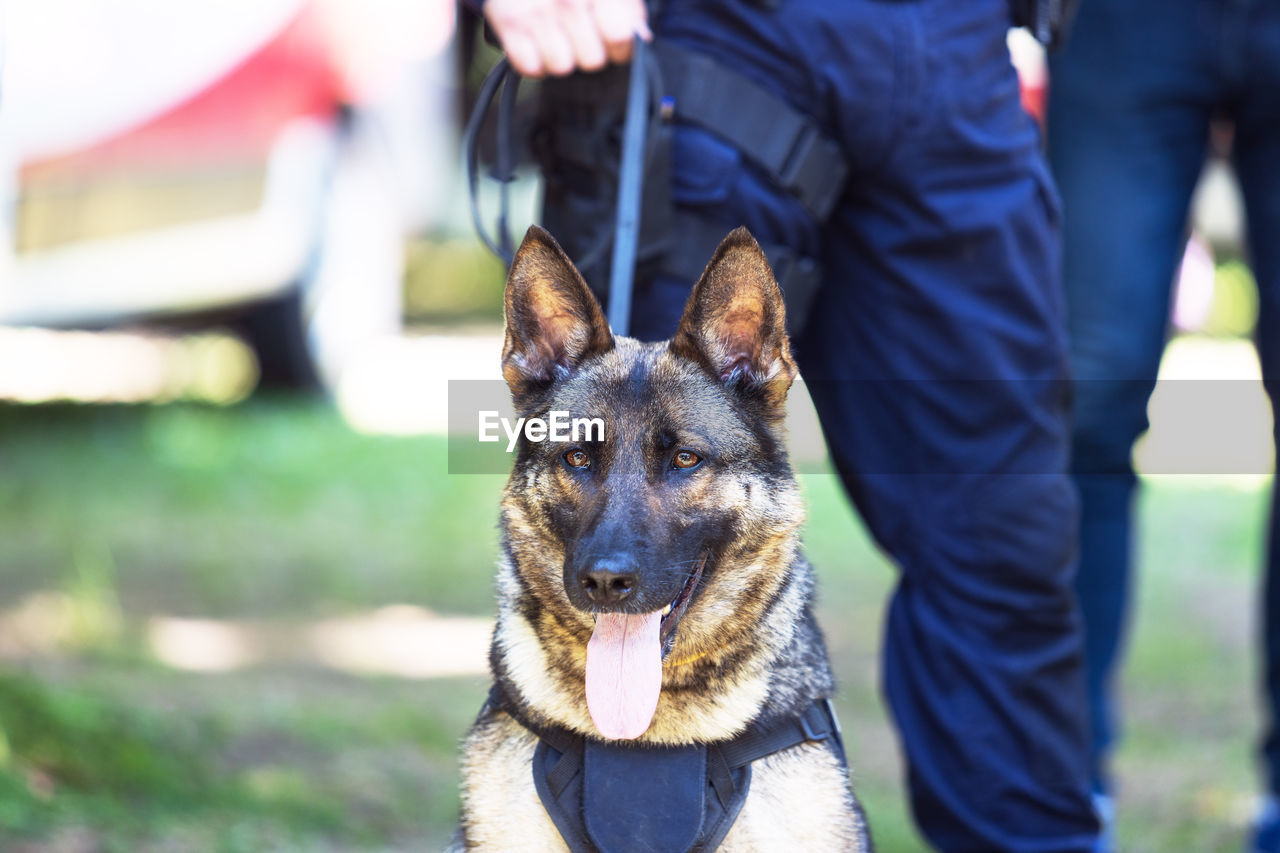 Policeman in uniform on duty with a k9 canine german shepherd police dog