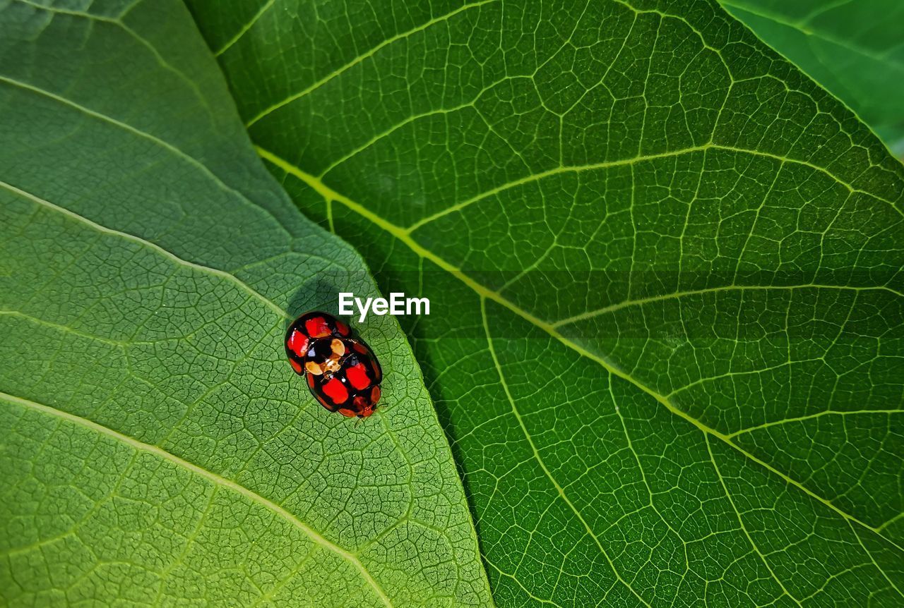 Close-up of insect on leaf