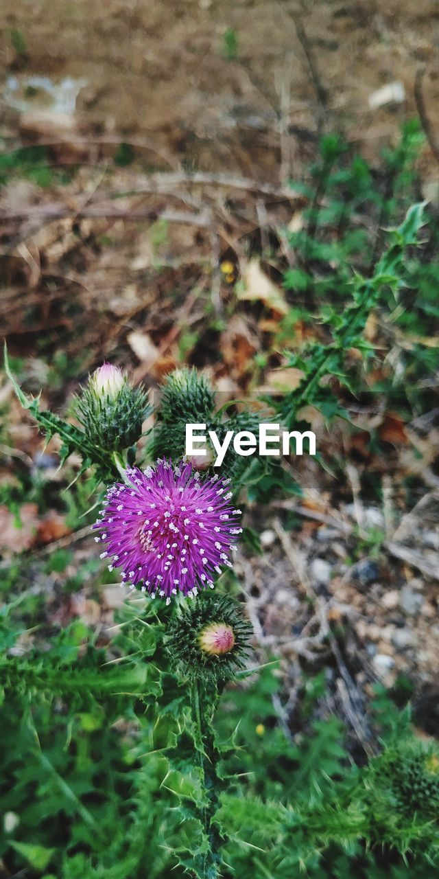 CLOSE-UP OF PURPLE FLOWERING PLANT