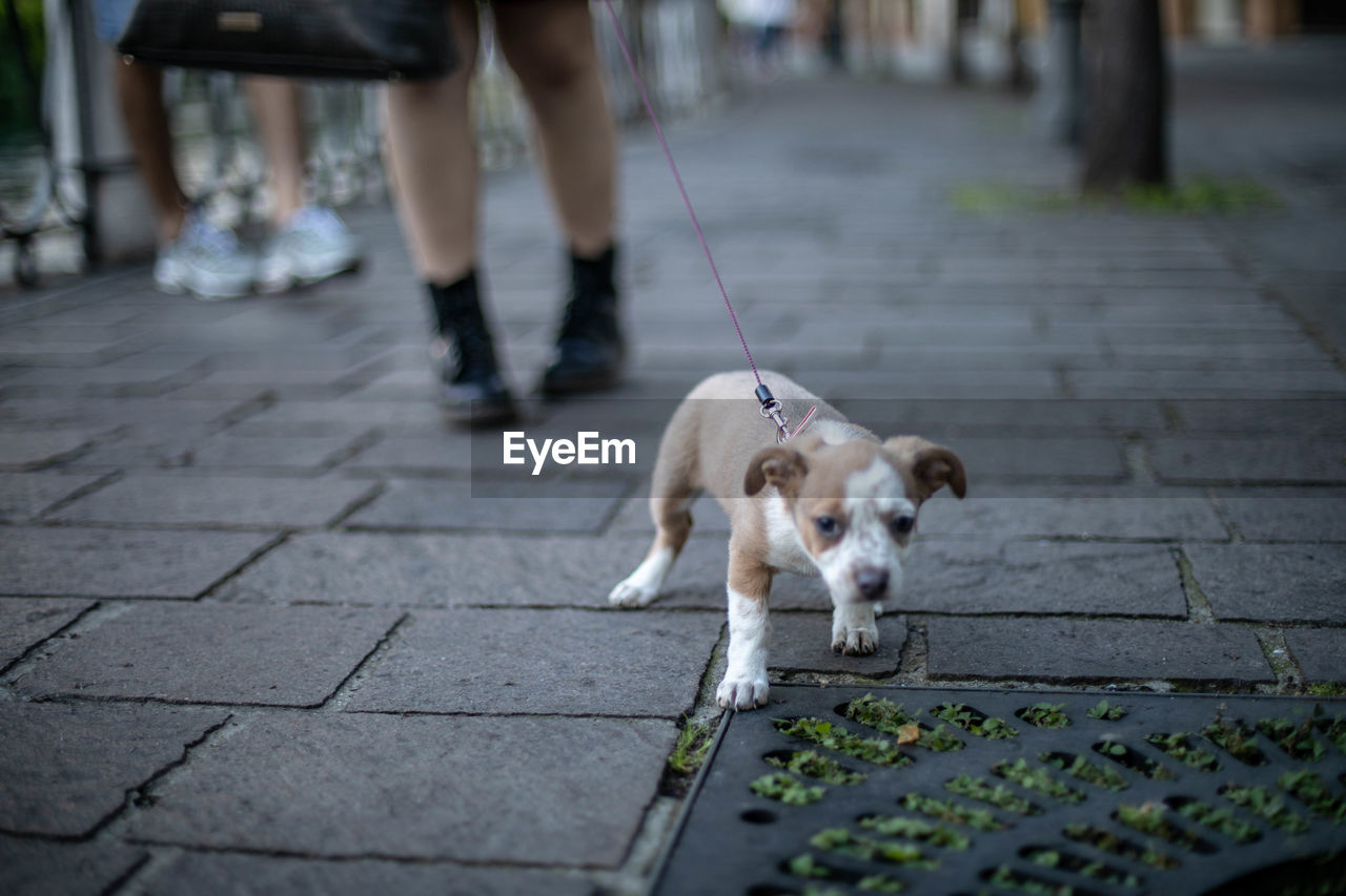 LOW SECTION OF DOG WITH DOGS ON FOOTPATH