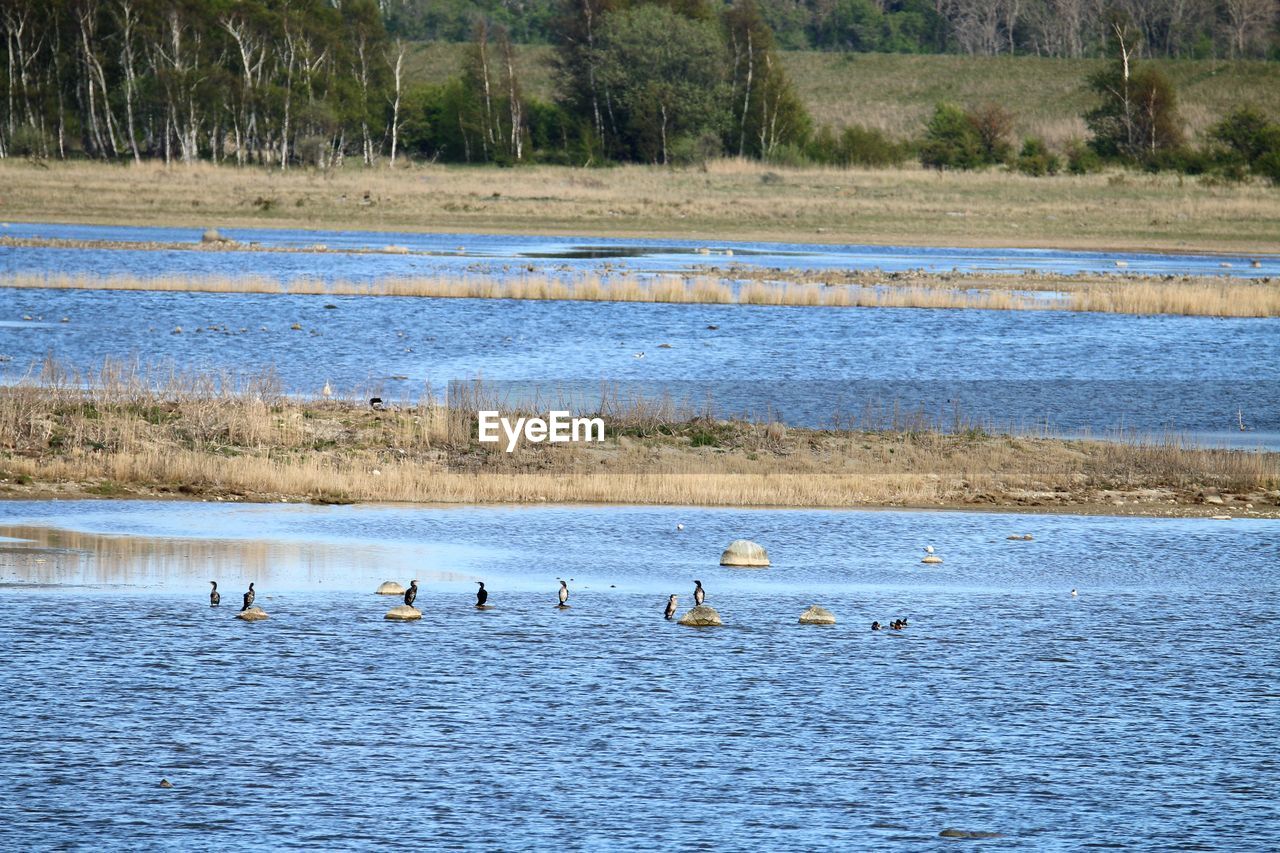 Birds in the wetlands of amager nature reserve..
