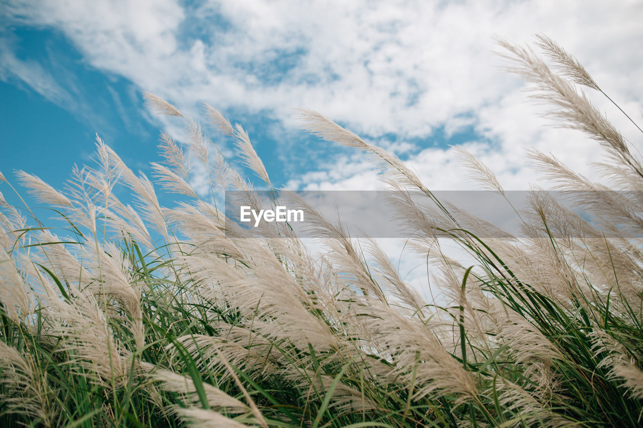 Low angle view of grass on field against sky