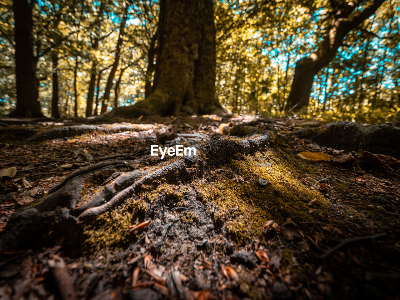 SURFACE LEVEL OF TREE TRUNK WITH MOSS