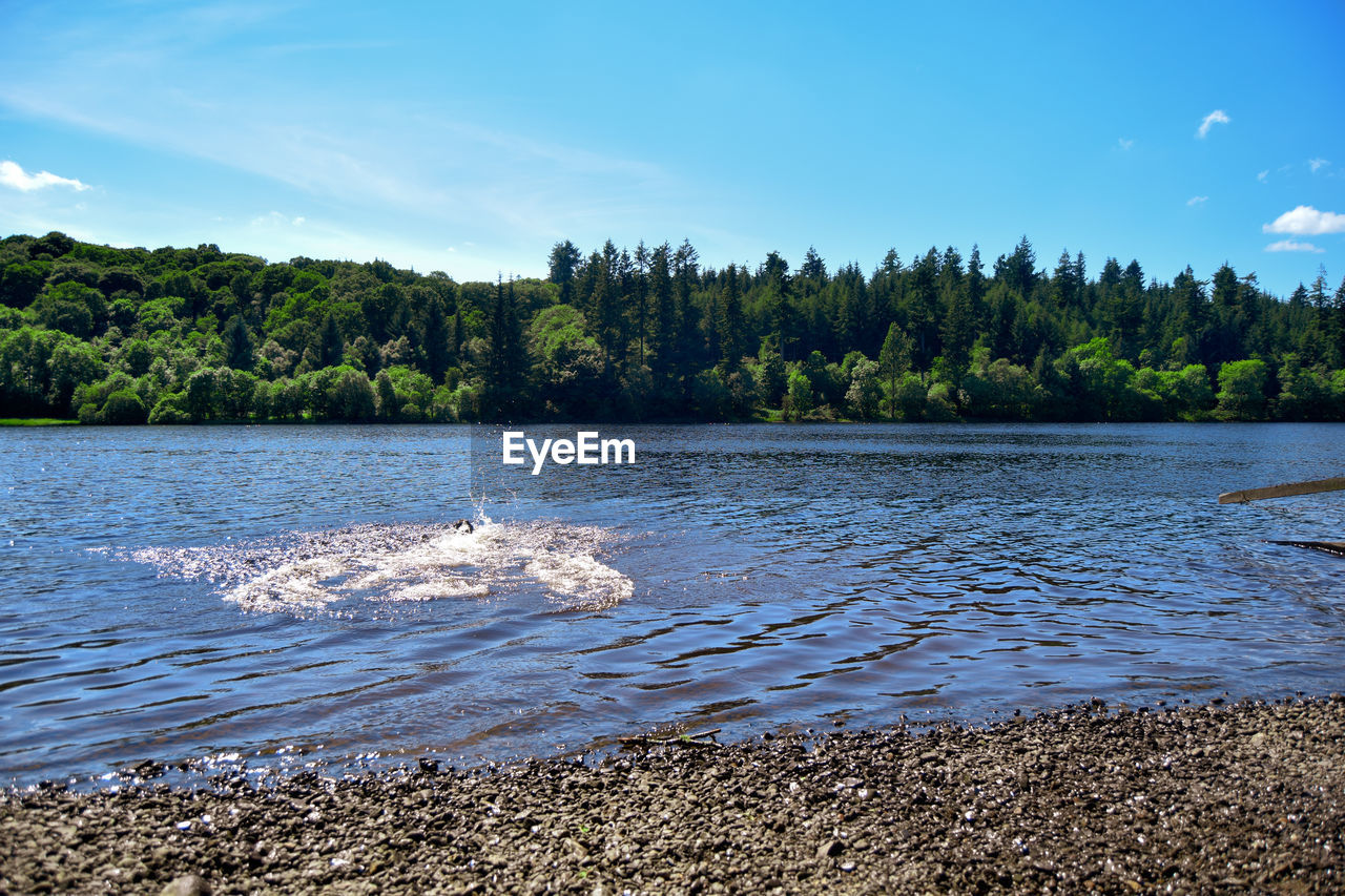 SCENIC VIEW OF RIVER AND TREES AGAINST SKY