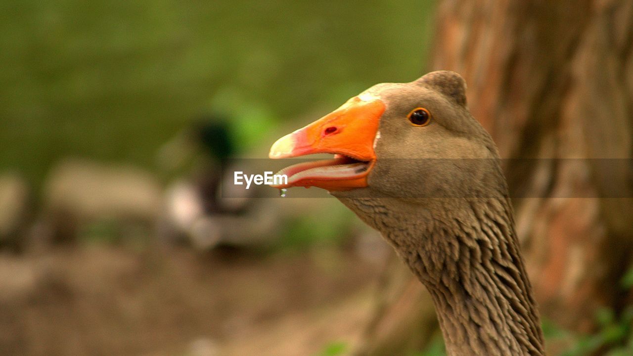 CLOSE-UP OF EAGLE