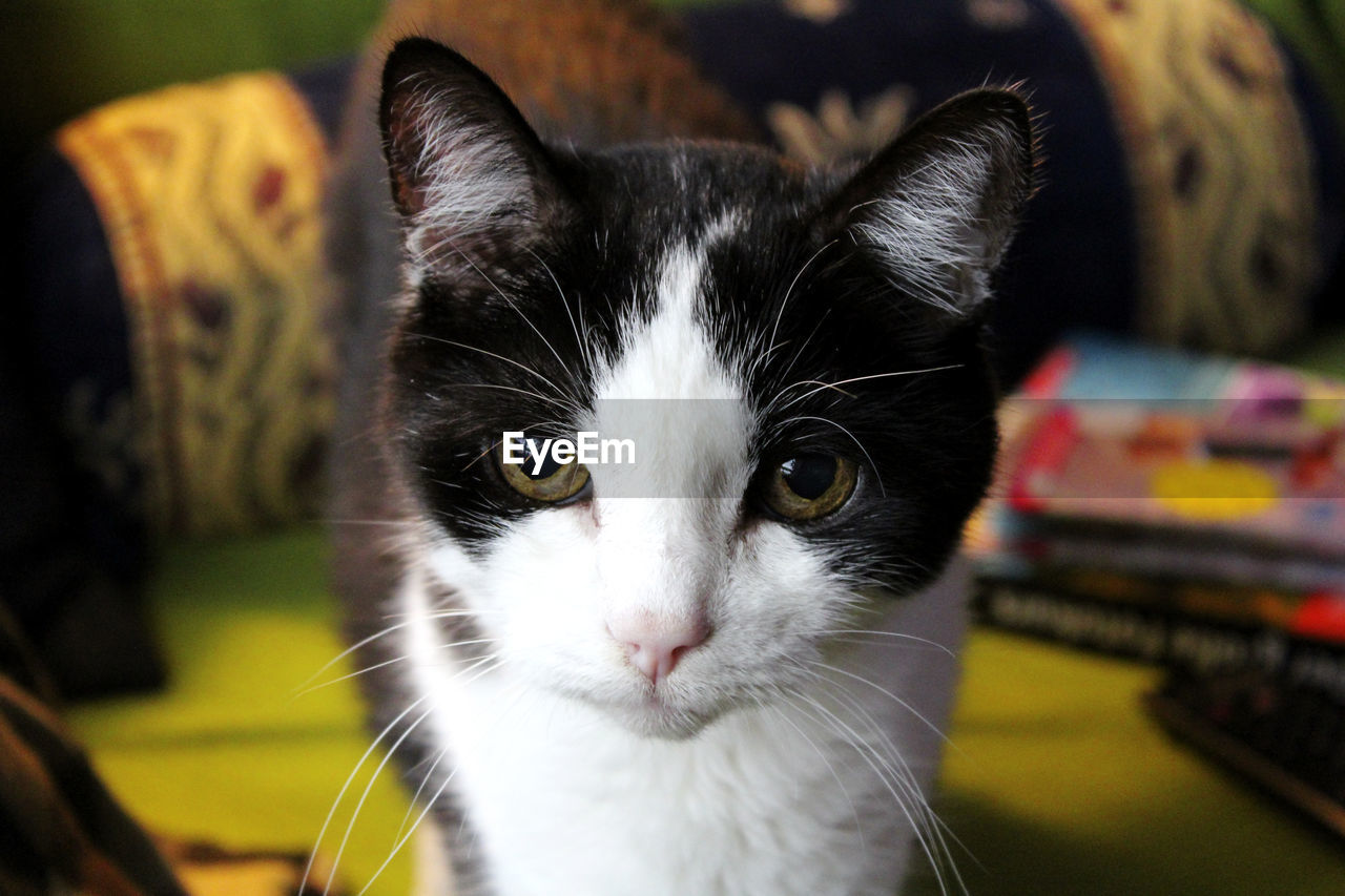 Close-up portrait of cat at home