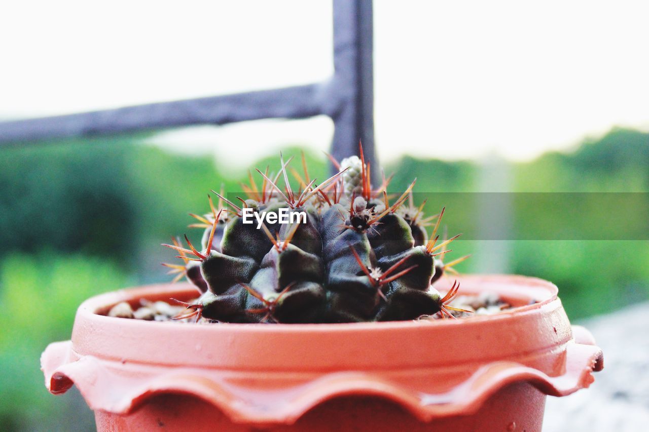 CLOSE-UP OF CACTUS