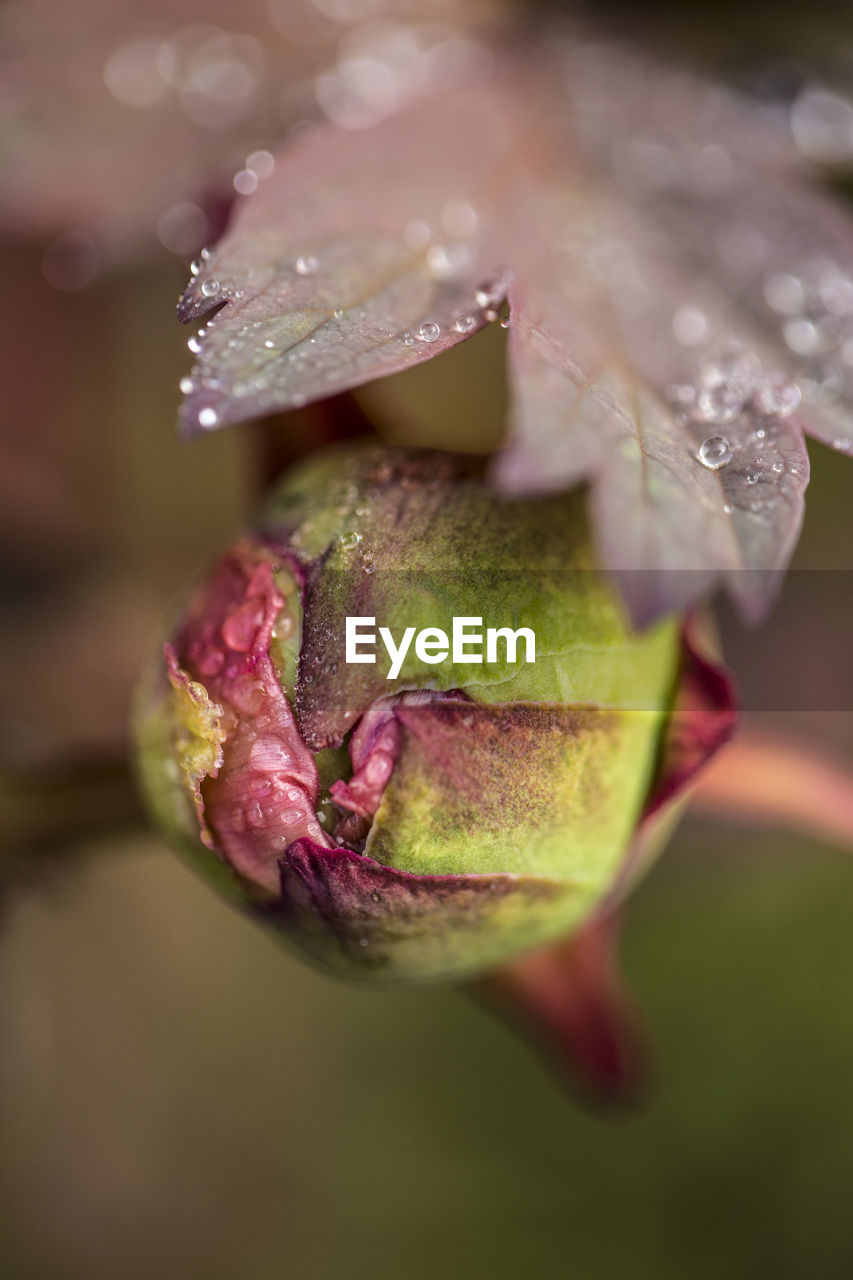 Close-up of wet red leaves on plant