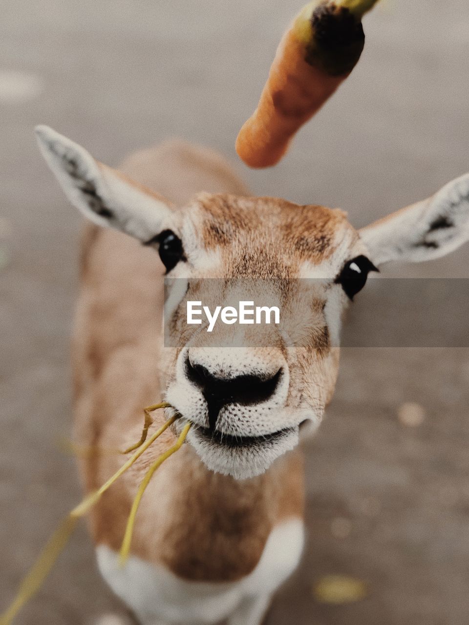 Close-up portrait of a deer