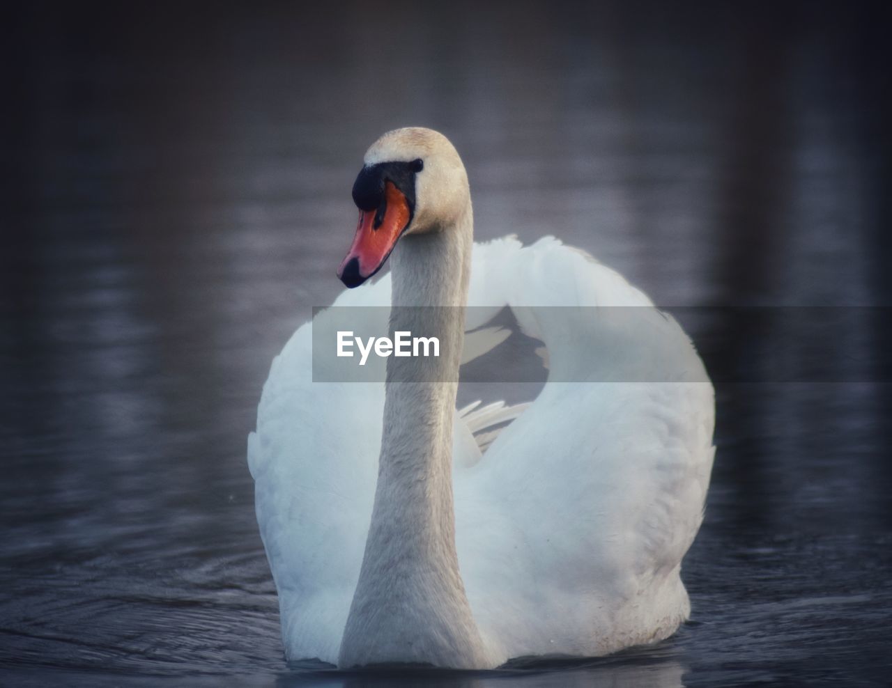 Swan swimming in lake